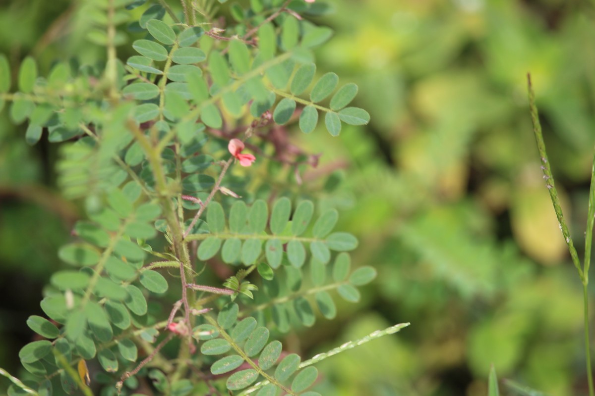 Indigofera colutea (Burm.f.) Merr.